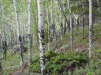 Elk-chewed Aspen trees