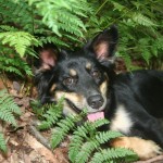 Cassie snuggling into a fern field.