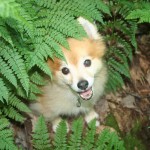 Charlie snuggling into a fern field.