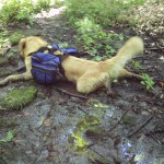Cooper took every opportunity he could to cool his boy parts in whatever availed itself...mudpits included.
