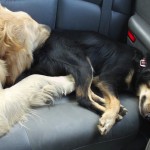 Zonked out on the way home.