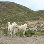 The sheep herding dogs moving their flock of sheep through the mountains