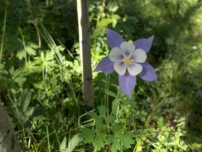 Columbine, the state flower