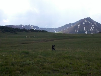 Cassie, waiting patiently while I set up the tent