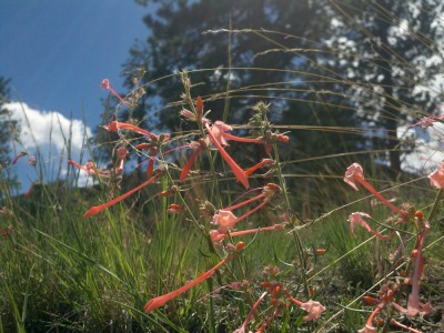 One of the very few flowers in this arid section