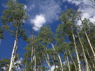 Aspens