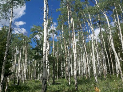 Aspens