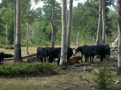 cows, cows, and more cows
