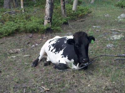 Hope I'm not disturbing you.