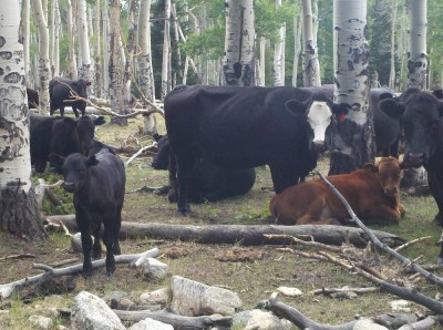 cows