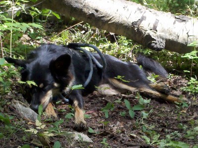 Cassie on her noon siesta