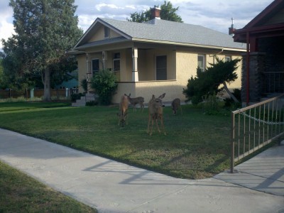 Deer in town