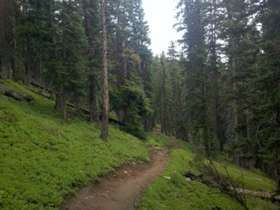 Beautiful, lush forests in this section