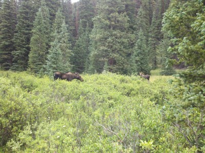 A mama moose!!!  And a baby moose!!!