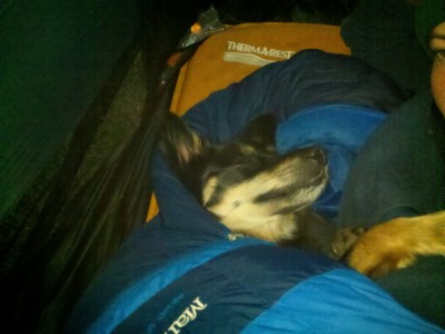 Cassie hogging the sleeping bag