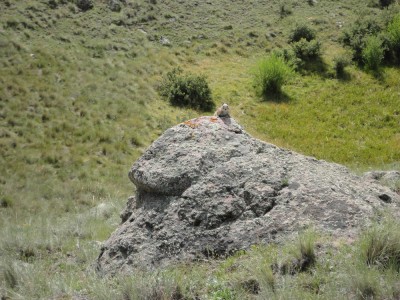 A pika perched on top of the rock