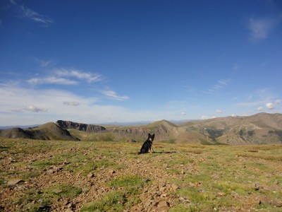 Cassie watching over her kingdom