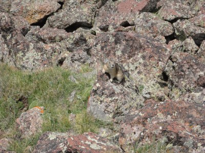 A pika!